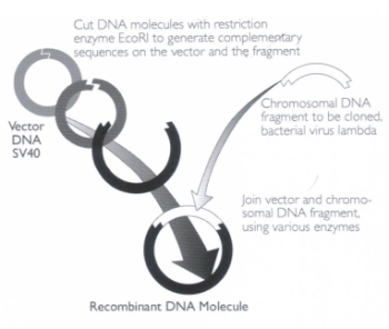 Figure. The process of making recombinant DNA, as pioneered by Paul Berg.